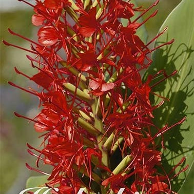 Hedychicum Red 1-pakke